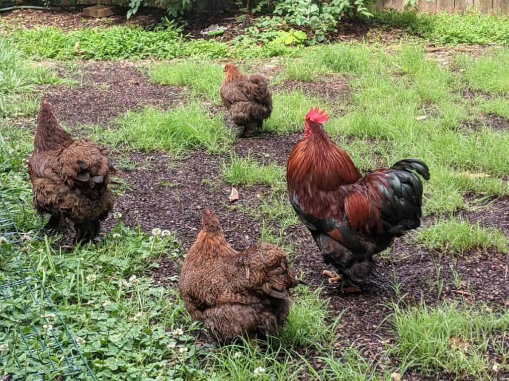 backyard bantam chickens on grass
