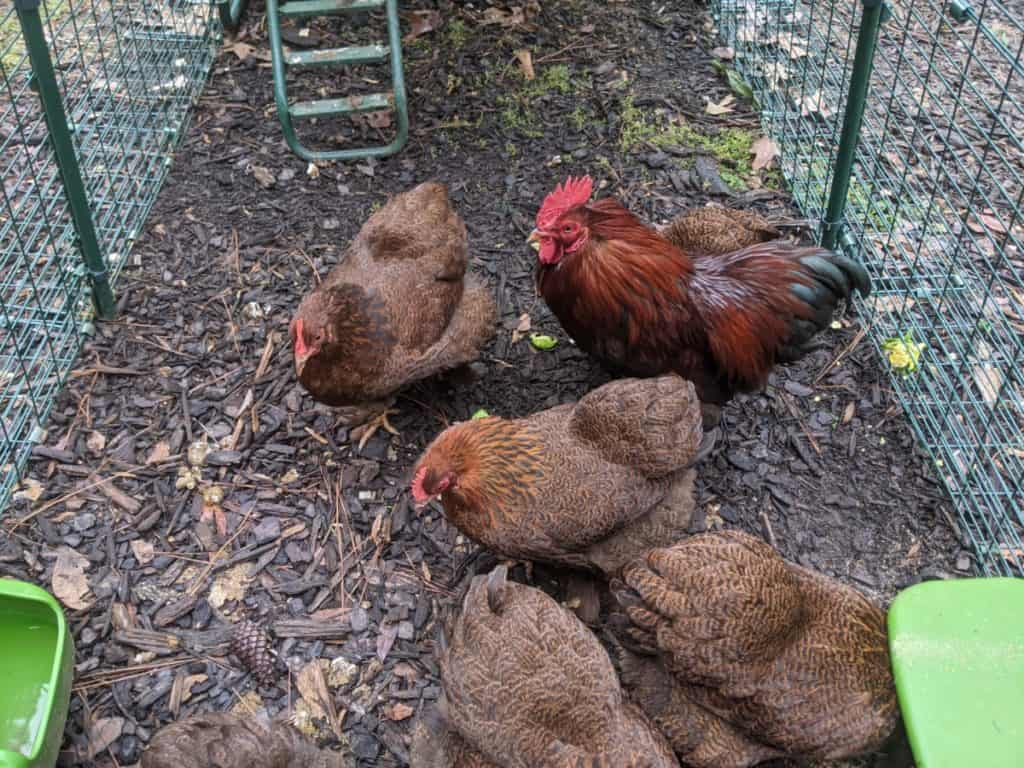 bantam chickens in coop