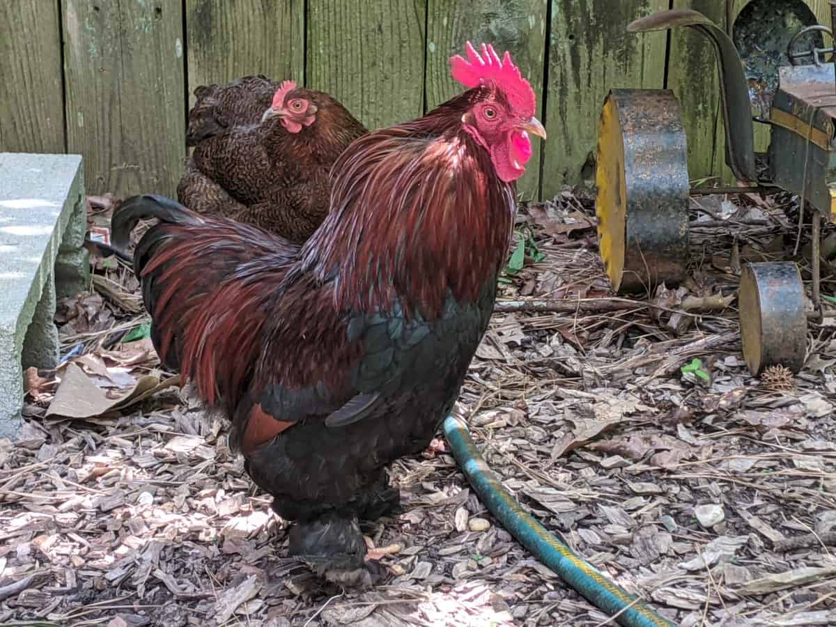 bantam cochin rooster