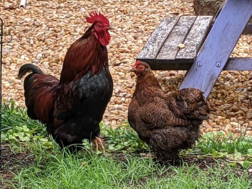 rooster and hen