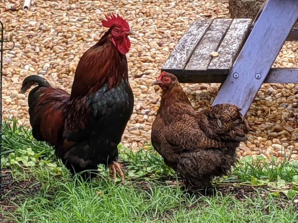 rooster and hen