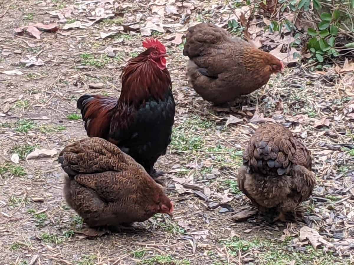 bantam chickens outside in fall