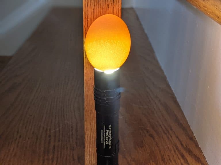 checking egg with flashlight