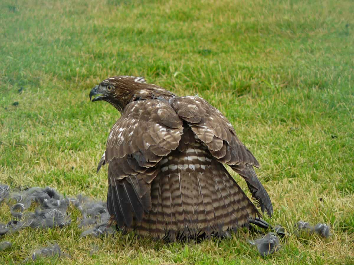 hawk eating