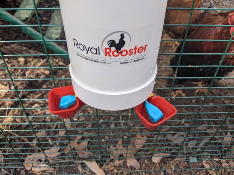 How Long Can Chickens Go Without Water Or Food Cooped Up Life