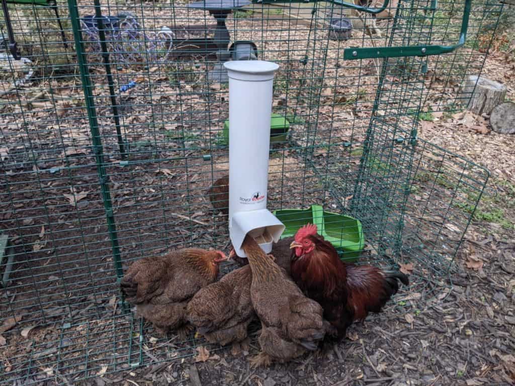 backyard chickens eating food