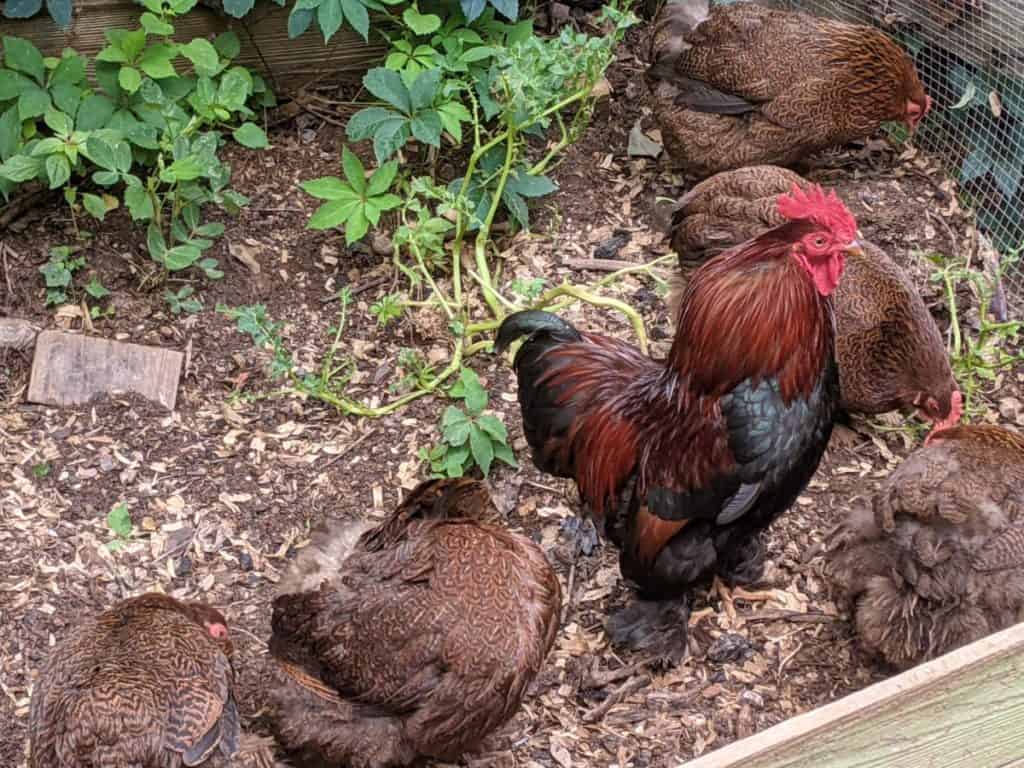 chickens foraging in compost pile