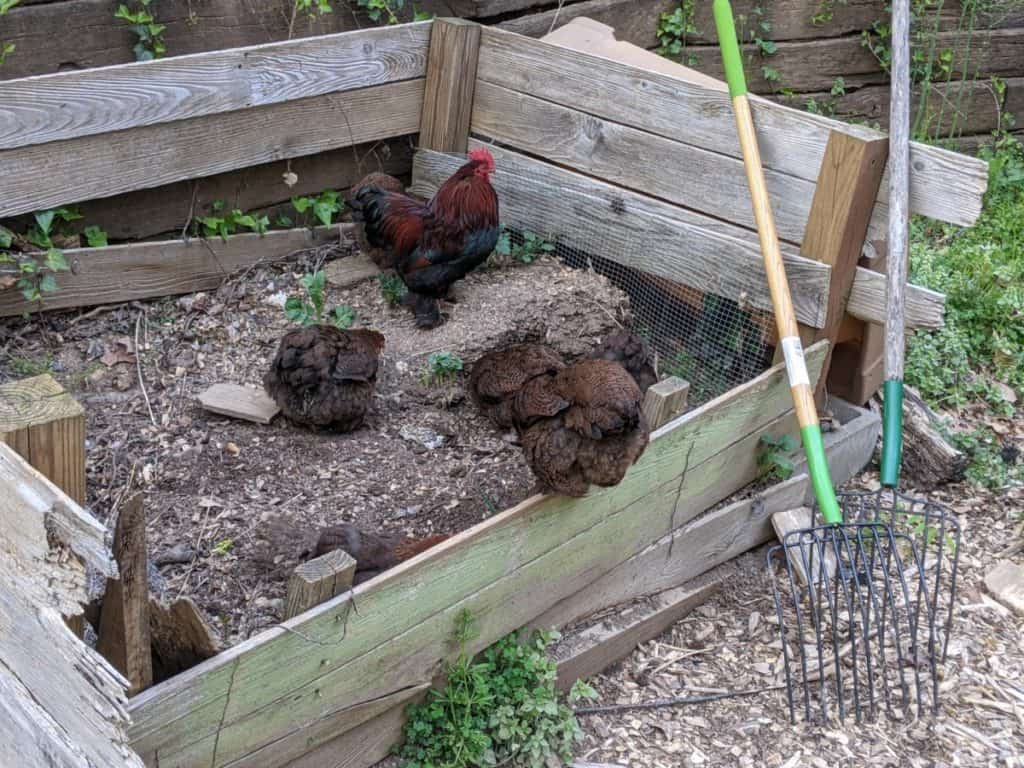 chickens in compost pile