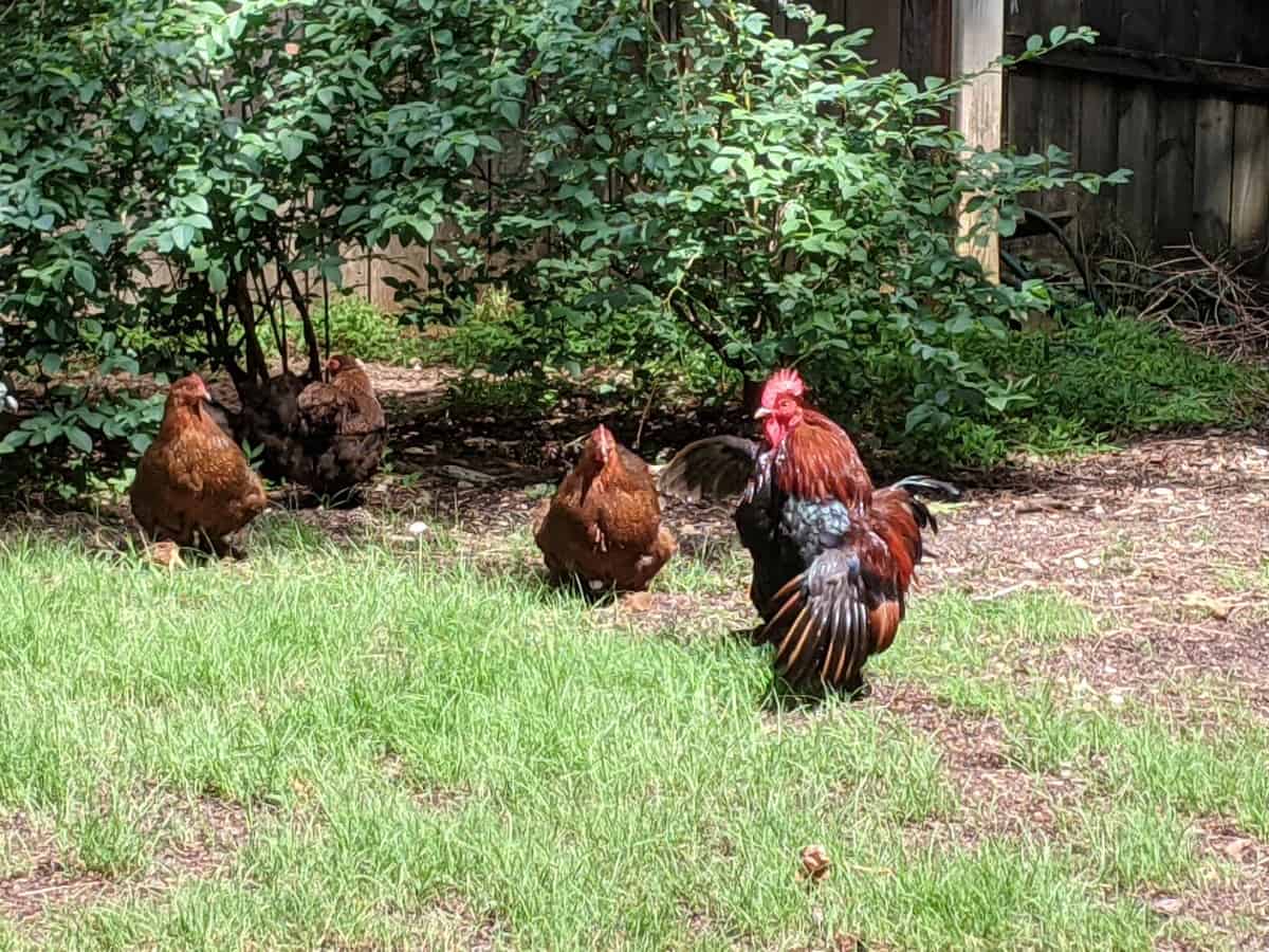 chickens on grass