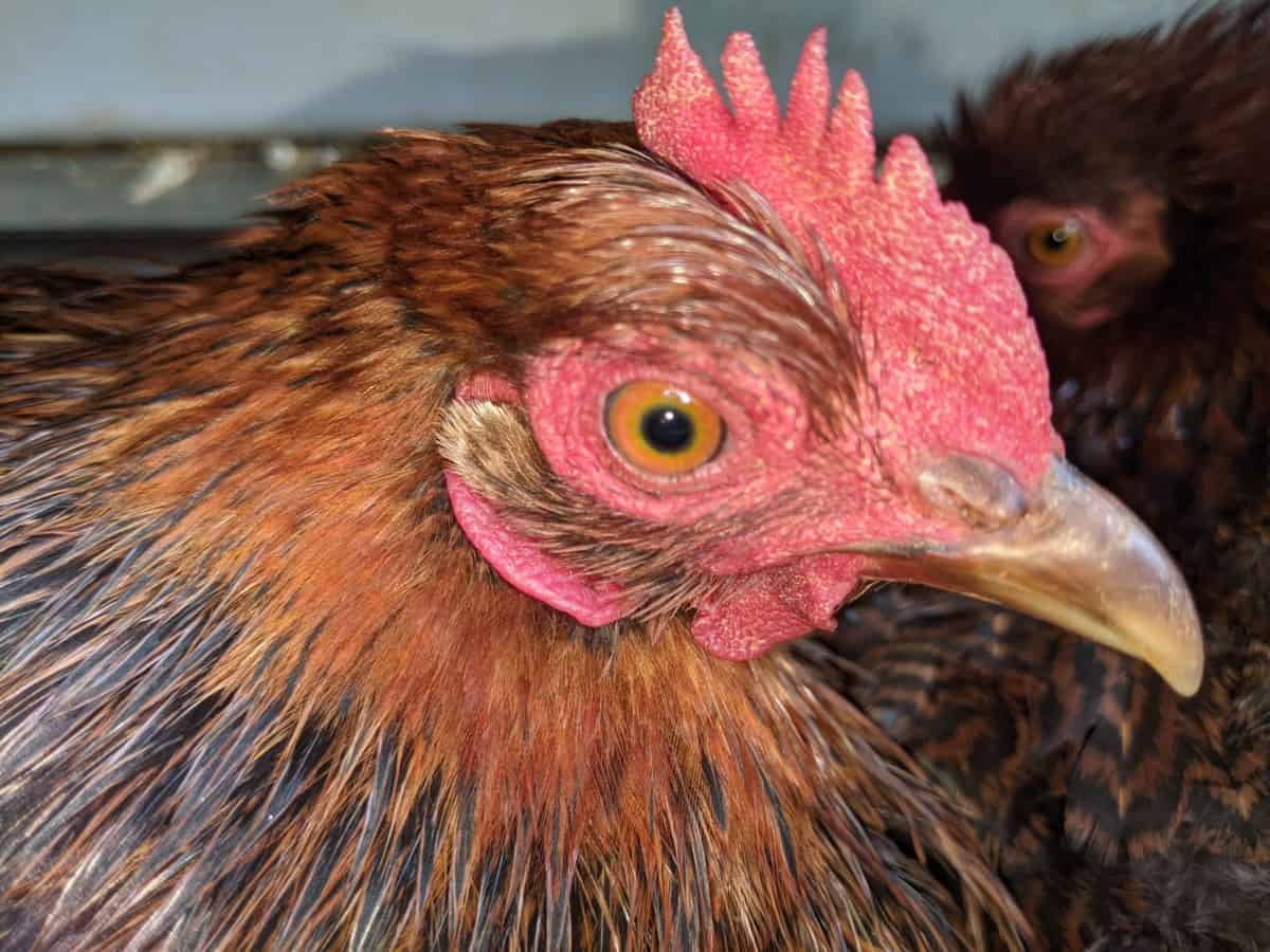 hen-eye close up
