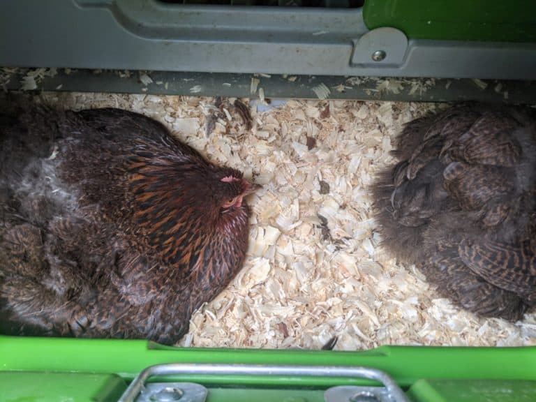 hens in pine shavings