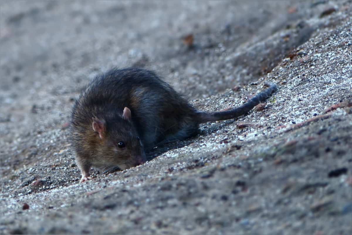 rat on ground