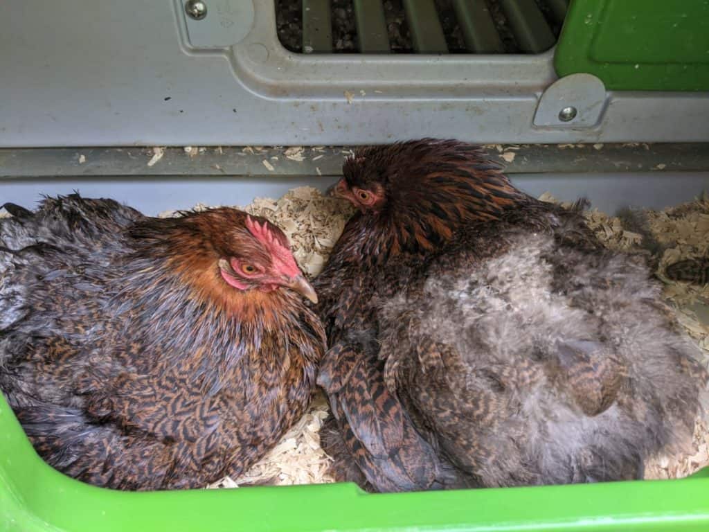 two broody hens in coop