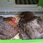 two broody hens in coop