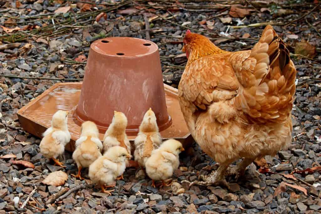 baby chicks with mother hen