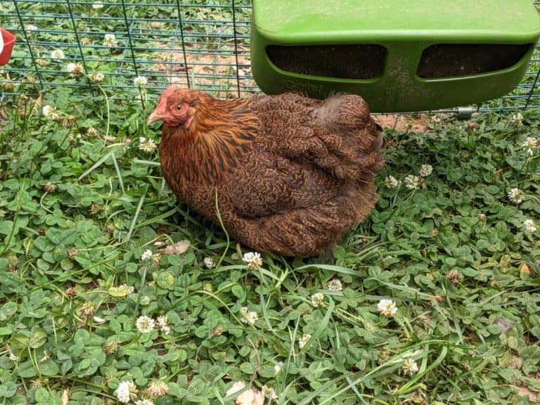 bantam cochin hen