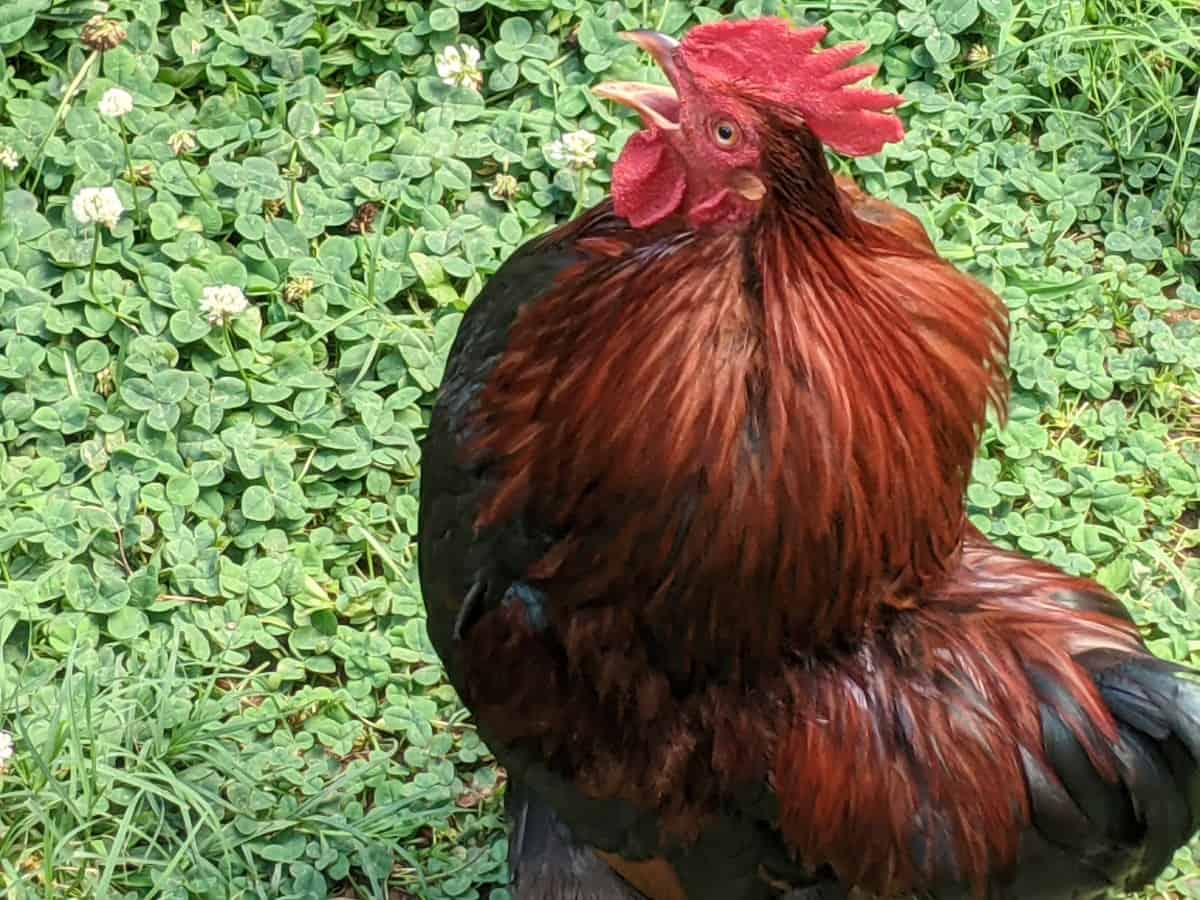 What To Do With An Aggressive Rooster? | Solutions And Tips