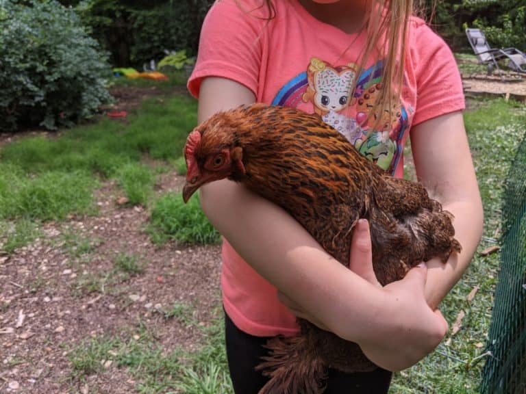 person holding chicken