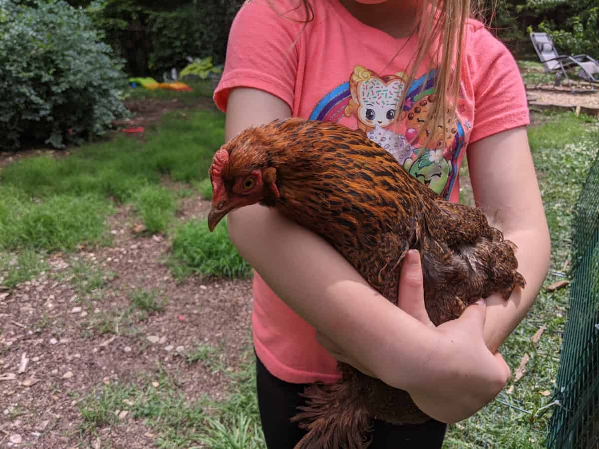 person holding chicken
