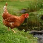 chicken near water