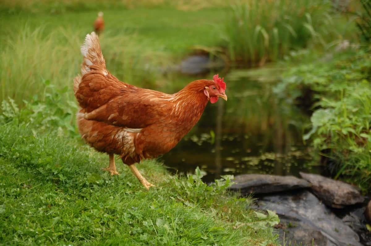 chicken near water