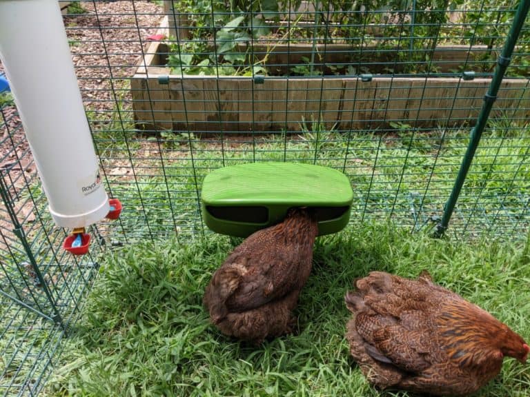 hens eating in run