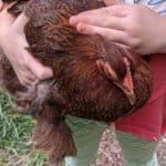 girl holding hen
