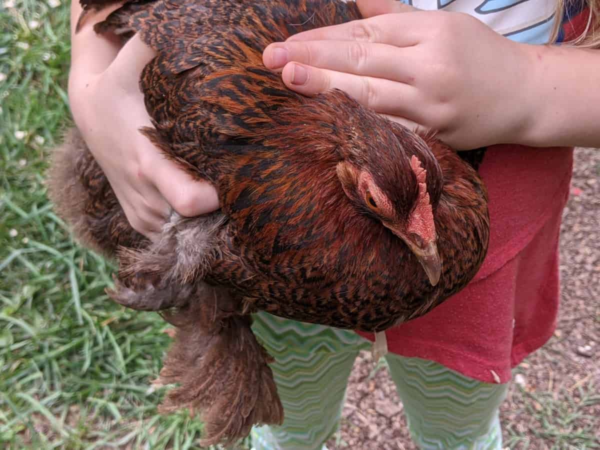 girl holding hen