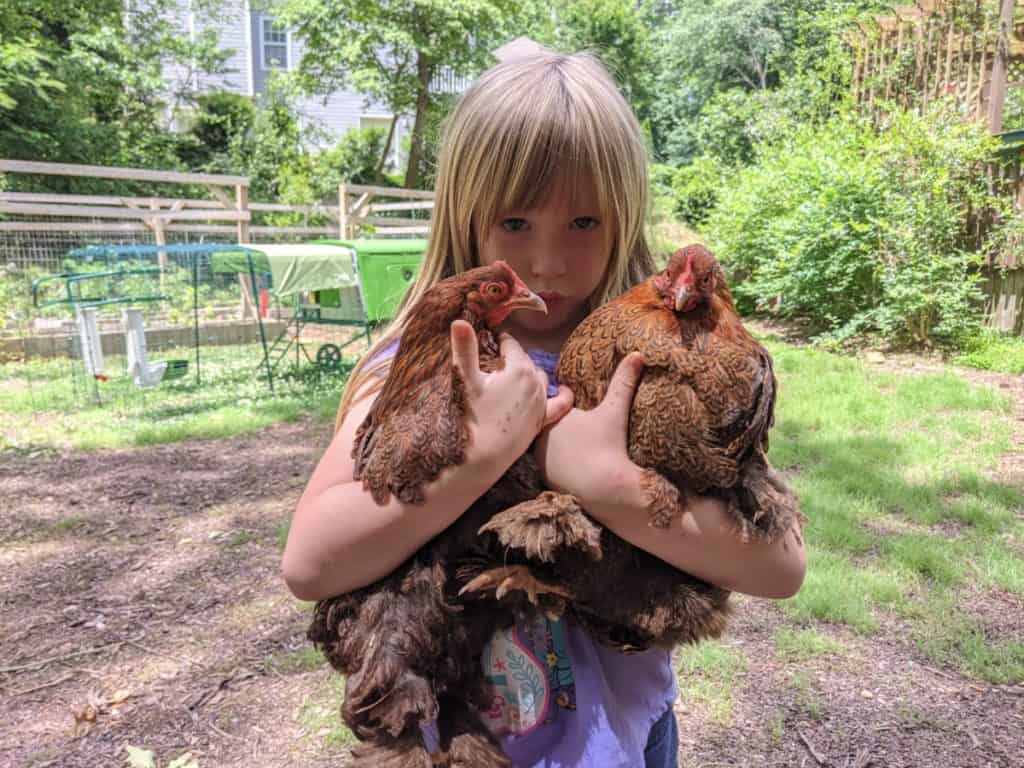 How To Get Chickens To Trust You Make Them Friendly Best Tips