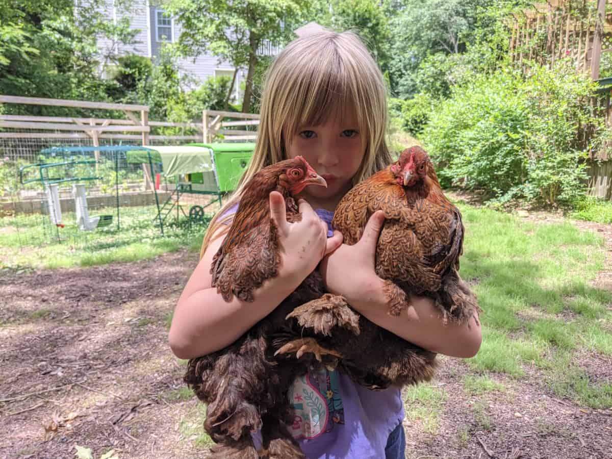 two hens being held