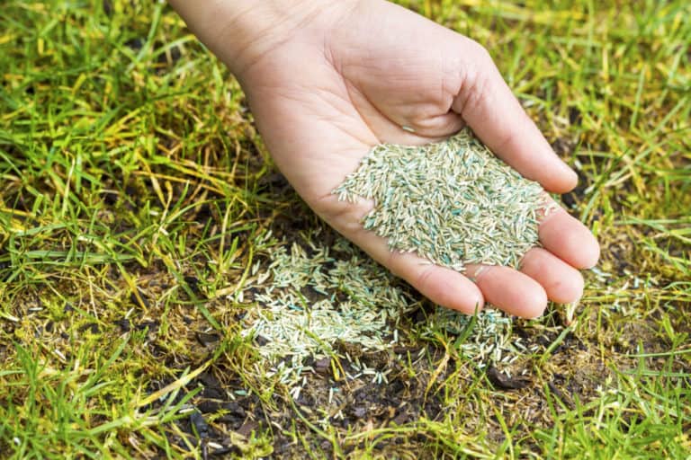hand holding grass seed