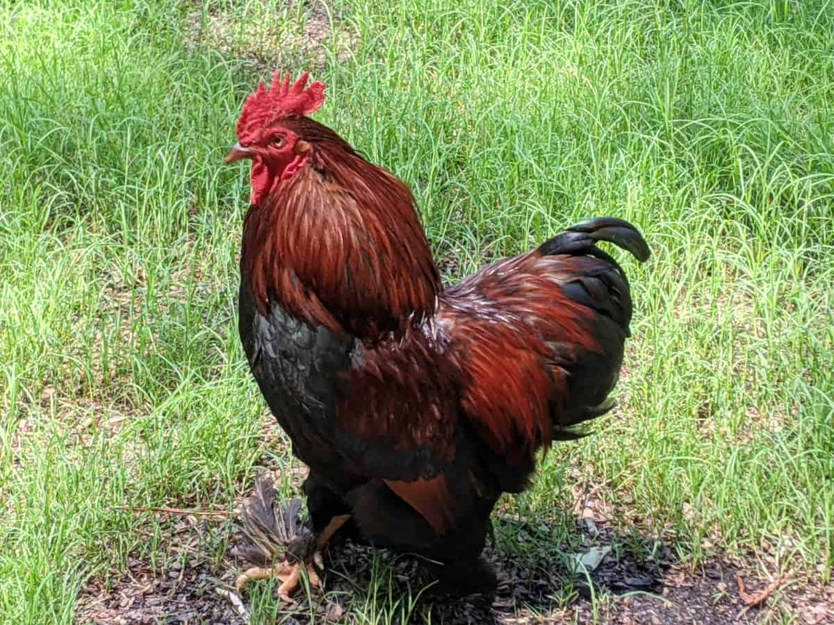 rooster in grass