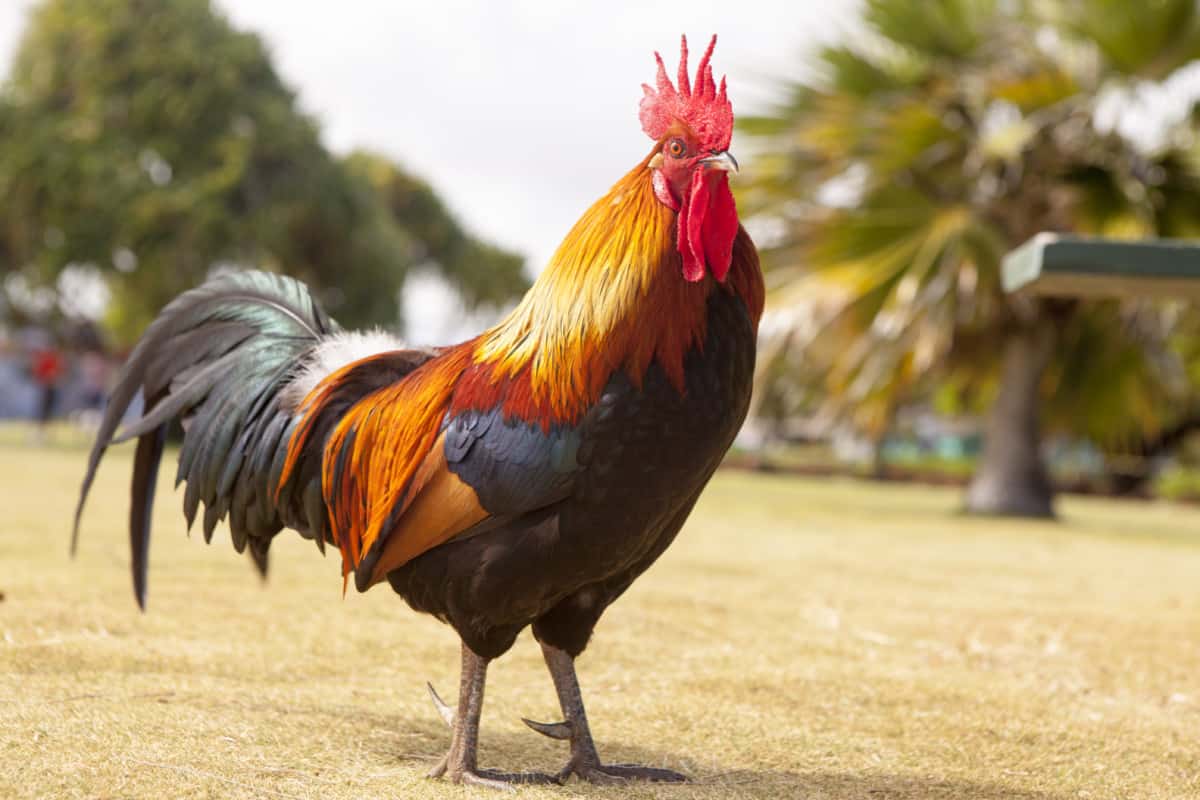 rooster in the wild