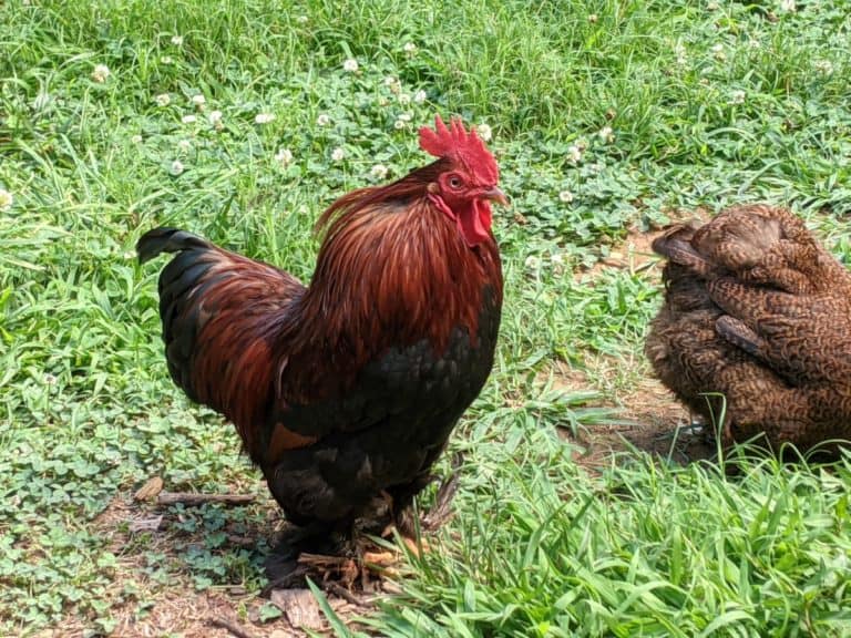 rooster standing on ground