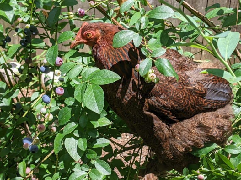 chicken in blueberry bush