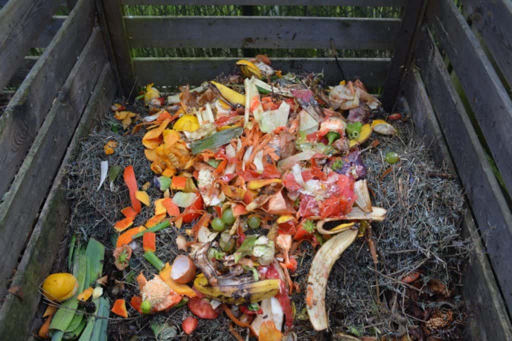 compost scraps in bin