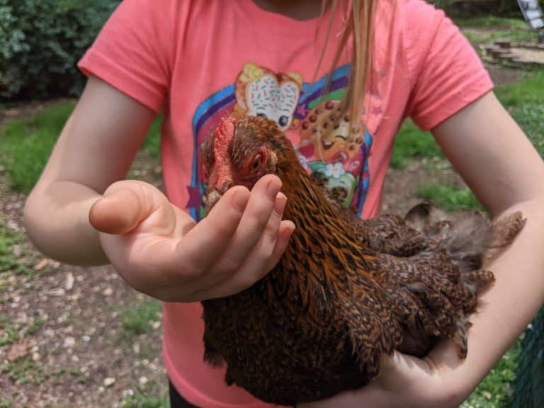 feeding hen outside