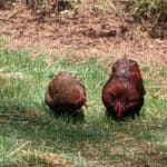 bantam hen and rooster on grass
