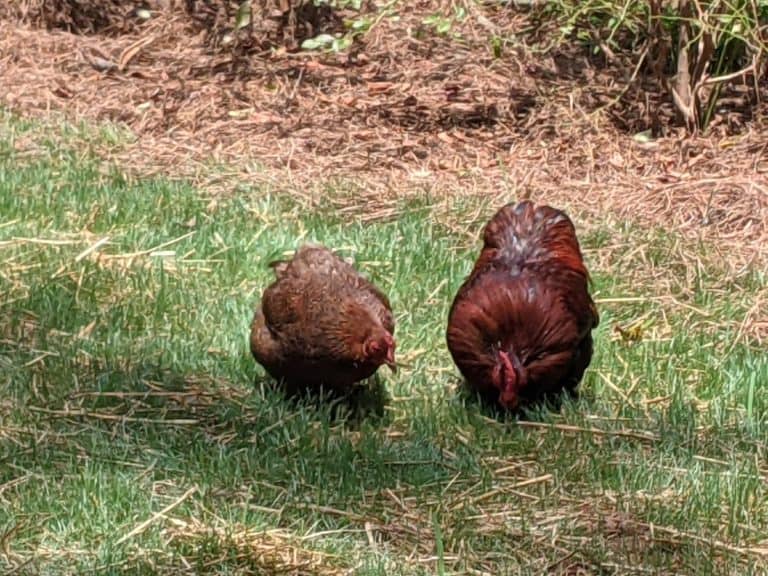 bantam hen and rooster on grass