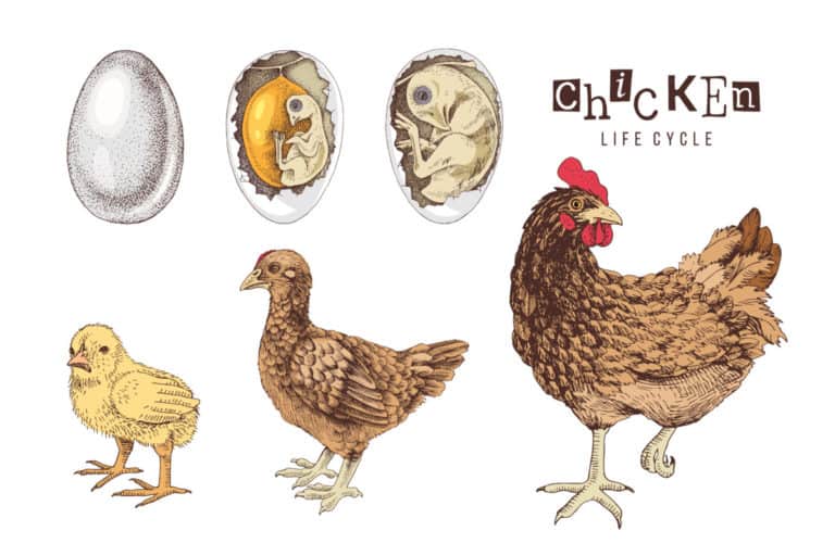chicken life cycle illustration