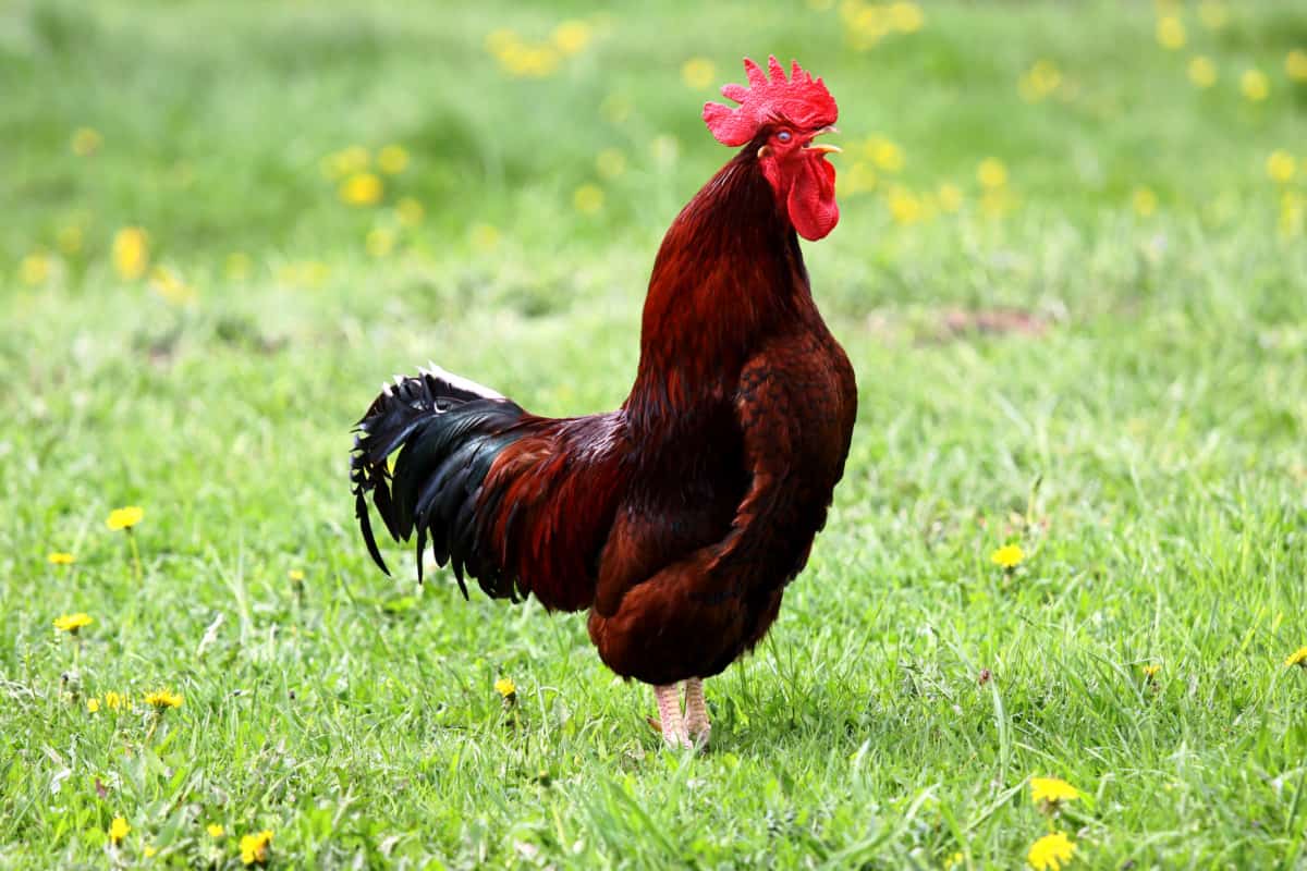 rooster crowing on grass