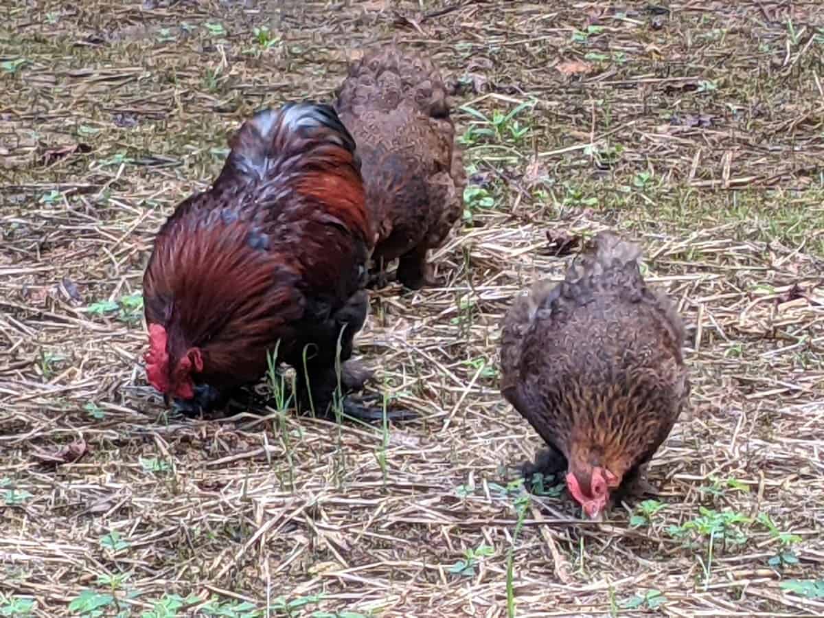 bantam chickens in yard