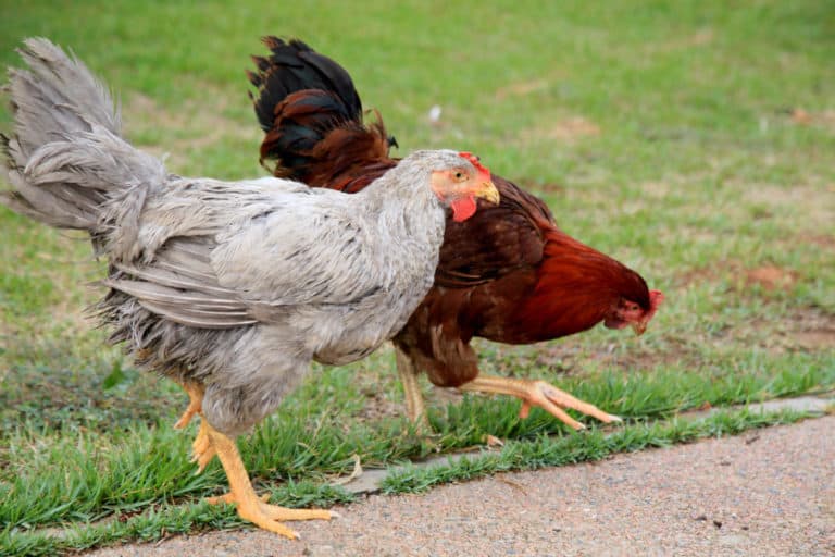 chickens in green area