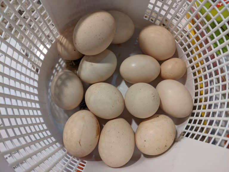 eggs in basket