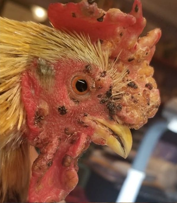 fowl pox on chicken