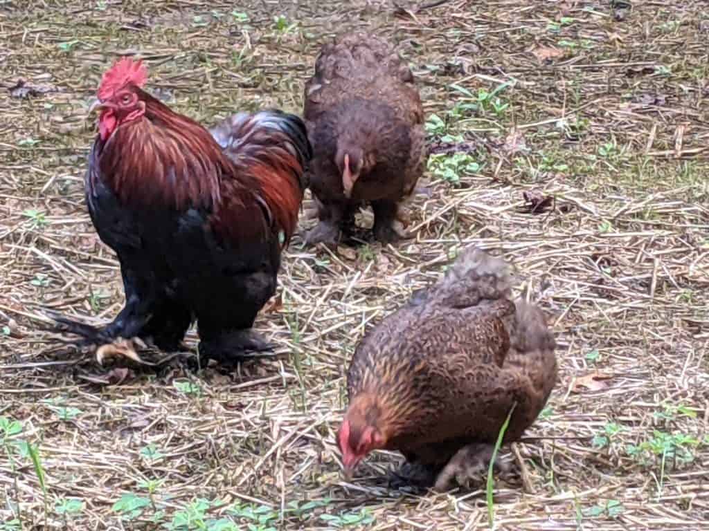free-range-backyard-chickens