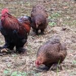 free-range-backyard-chickens