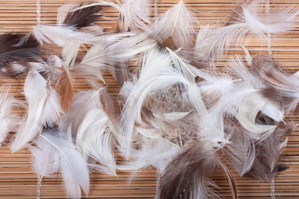 pile of feathers