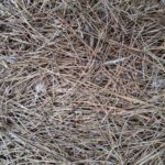 pine needles on ground
