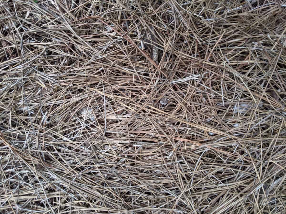 pine needles on ground